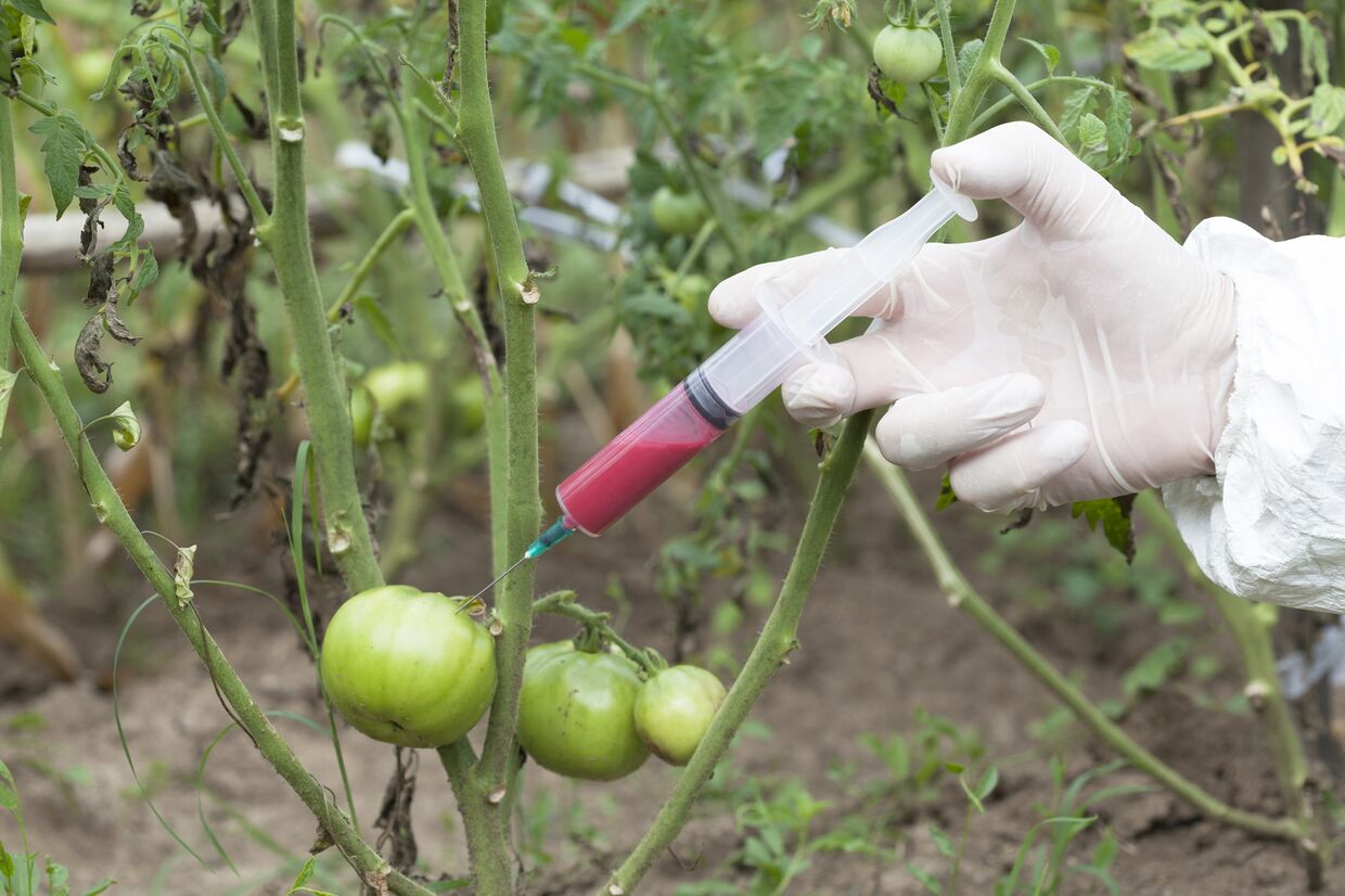 Ethephon dans la réglementation de la croissance des plantes