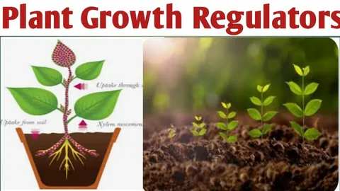 Régulateurs de la croissance des plantes : catalyseurs de l’agriculture moderne